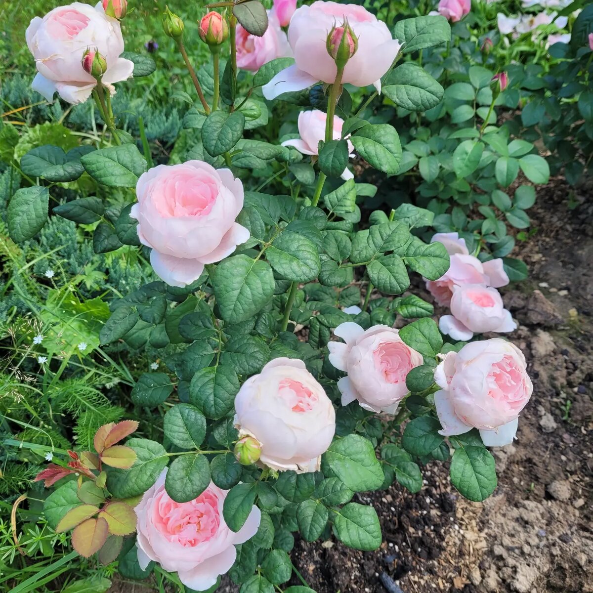 Роза Королева Швеции Фото автора