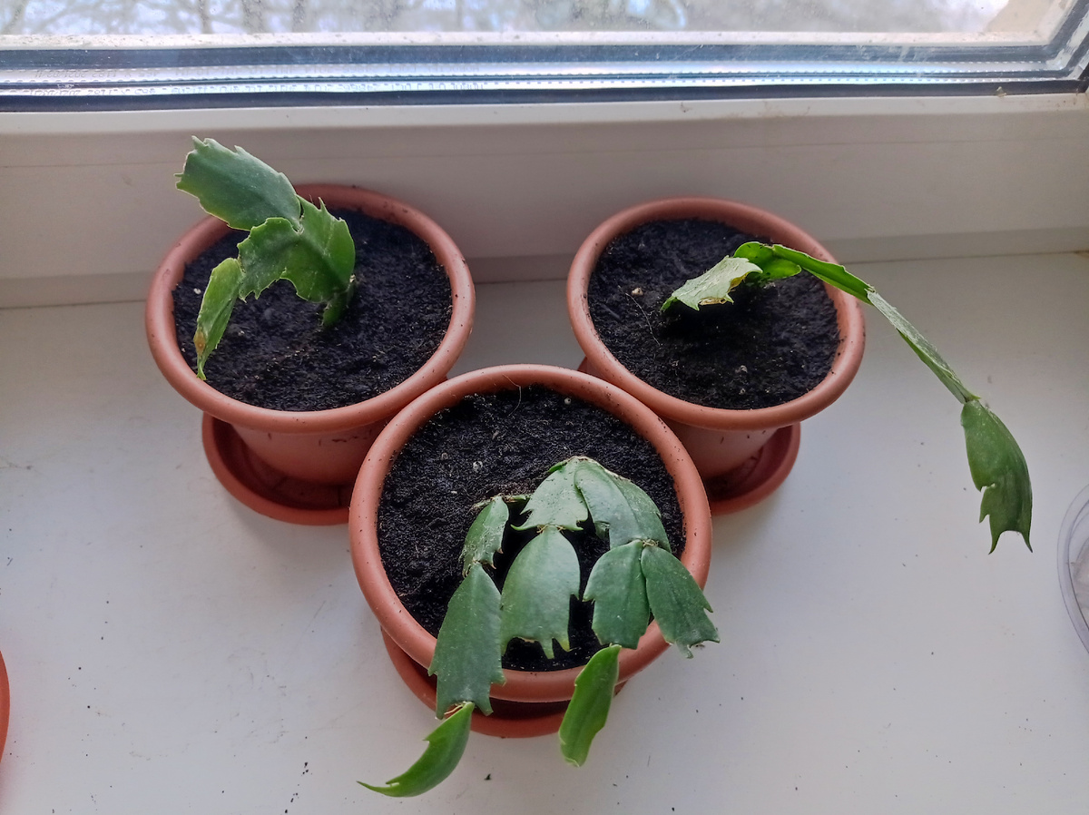 В маленькие горшочки посадила черенки декабристов