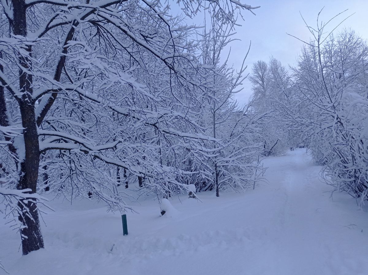 Так выглядят деревья на аллее около моего городскогло дома. Листайте галерею