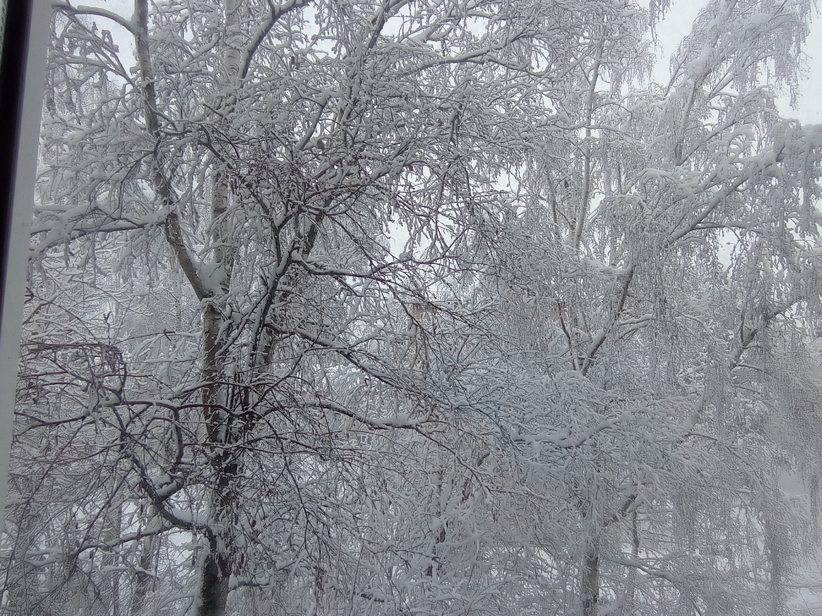 А это вид березы из окна
