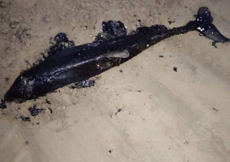 Погибший дельфин. Фото: Социальные сети. Фотография взята из открытых источников.  📷
