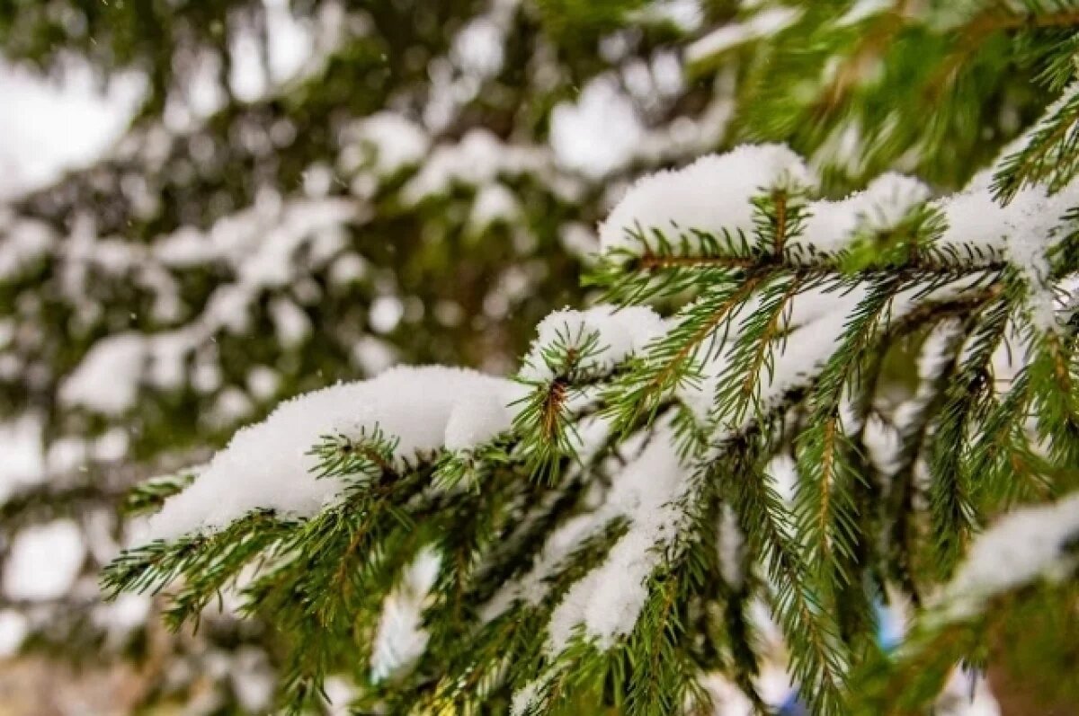    Морозы сменятся снегом последнюю рабочую неделю в Новосибирске