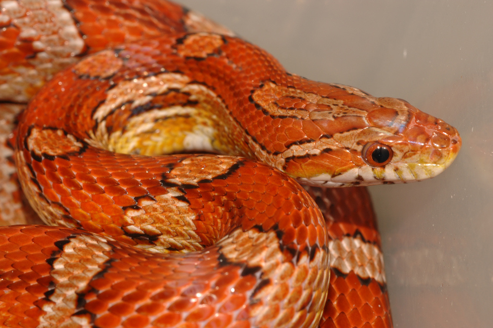 Подпись. Маисовый полоз. Покупателей привлекает в нем красивый и яркий раскрас и относительно небольшие (1-1.5 метра) размеры