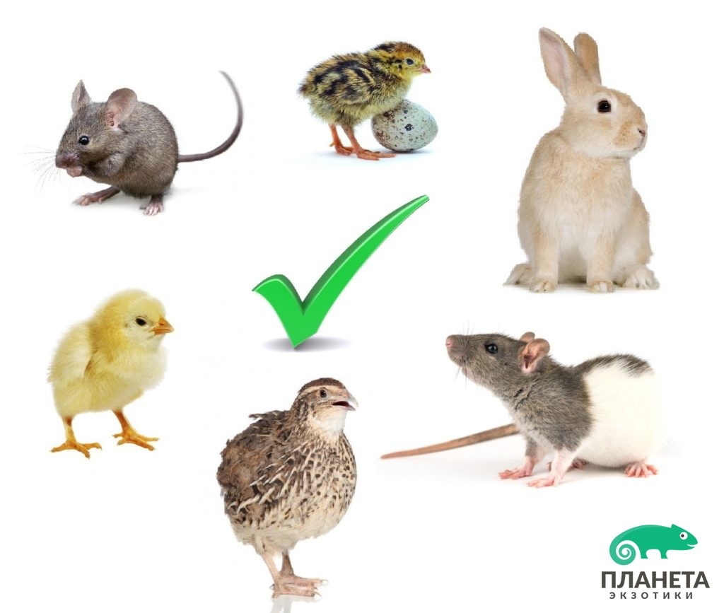 Любимый корм змей. Именно эту животину и придется скармливать змеюке. Причем, в живом виде.