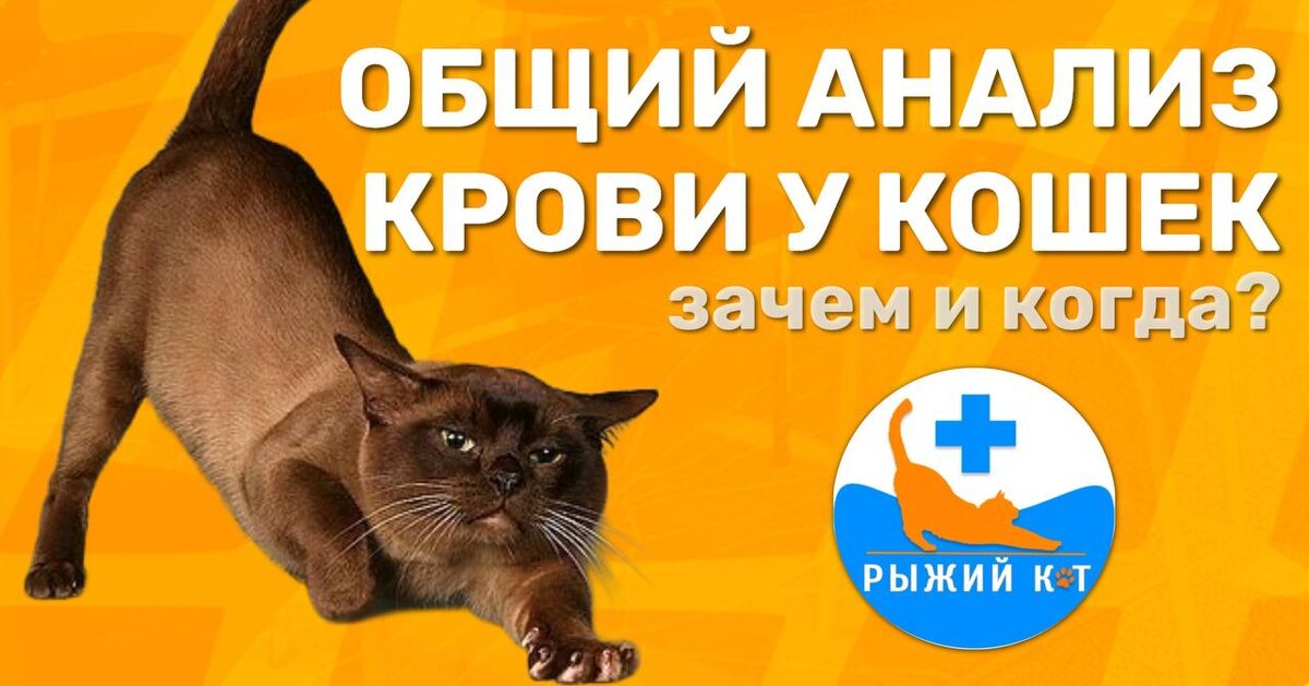 🐾💉 Анализ крови у кошек: Зачем и когда?  
 
Каждый заботливый хозяин знает, что здоровье нашего пушистого друга — это прежде всего! 🐱 Но как понять, что с питомцем все в порядке? Одним из самых эффективных способов диагностики являются анализы крови. 
 
Почему нужно делать анализ крови? 
 
1. Раннее выявление заболеваний: Многие болезни у кошек развиваются незаметно. Анализ крови помогает обнаружить отклонения от нормы на ранних стадиях, когда лечение ещё наиболее эффективно. 
 
2. Мониторинг состояния здоровья: Если ваша кошка уже имеет какую-либо хроническую болезнь, регулярный анализ крови поможет следить за динамикой лечения, корректировать терапию и предотвращать осложнения. 
 
3. Перед операциями: Хирургические вмешательства — это стресс не только для питомца, но и для его организма. Анализ крови помогает оценить общее состояние здоровья и определить риски. 
 
4. Профилактика: Даже если ваш питомец выглядит здоровым, рекомендуется проводить анализы один-два раза в год, особенно в возрасте старше 7 лет. Это поможет избежать неприятных сюрпризов. 
 
### - Регулярные осмотры: Обычно анализ крови назначают во время планового ветеринарного осмотра. Важно помнить, что некоторые тесты требуют специальной подготовки — например, голодной диеты за несколько часов до забора крови.  
 
- При появлении симптомов: Если вы заметили у вашей кошки беспокойство, изменения в аппетите или поведении, это сигнал, что стоит обратиться к ветеринару для сдачи анализа. 
 
Как проходит процедура? 
 
Процедура забора крови у кошек обычно занимает всего несколько минут. Ветеринар собирает кровь для анализа, используя специальную иглу.  
 
Что исследуют в анализе крови? 
 
- Общий анализ: Определяет количественный состав клеток крови, х соотношение, и может указывать на наличие воспалительных процессов, анемий, кровотечений и т.д. 
- Биохимический анализ: Позволяет оценить функцию различных органов, таких как печень и почки и т.д.
 
Таким образом, анализ крови — это важный инструмент в 