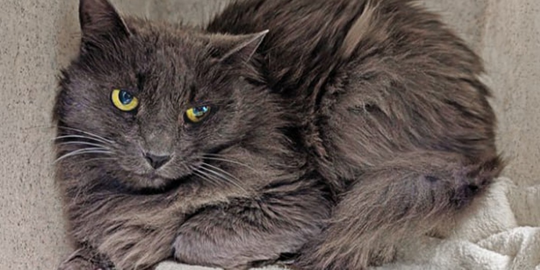 В США кошка вернулась к хозяевам спустя 9 лет