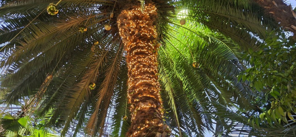 Предновогодняя оранжерея