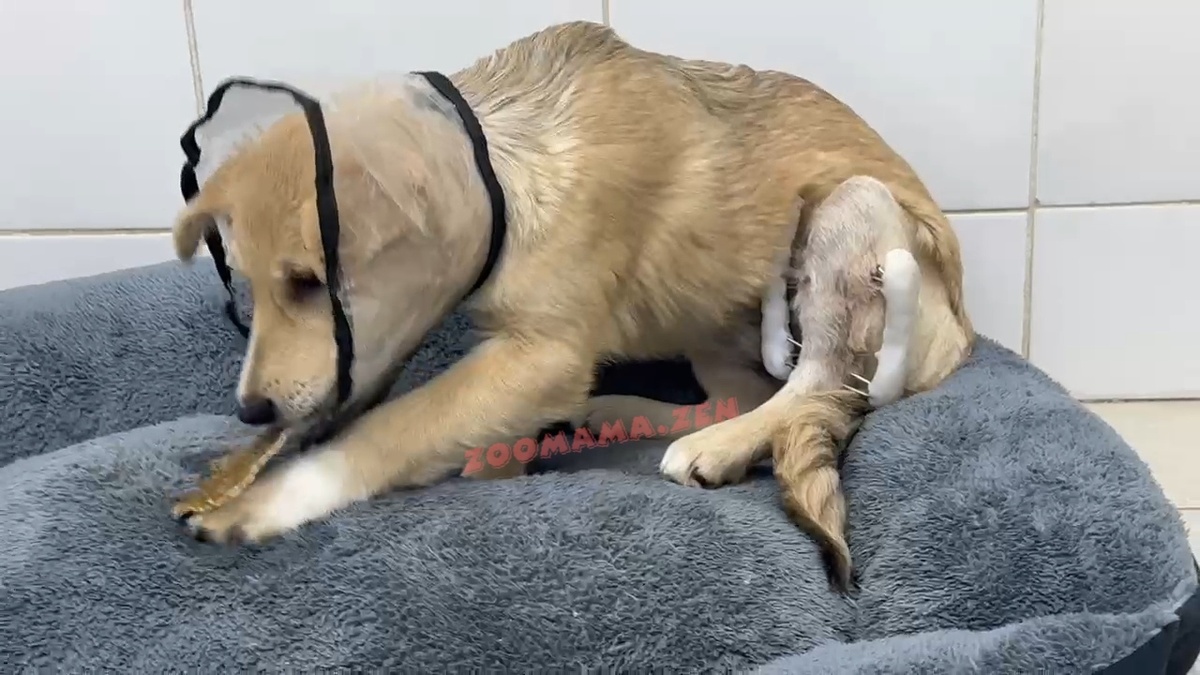 Вита в стационаре 