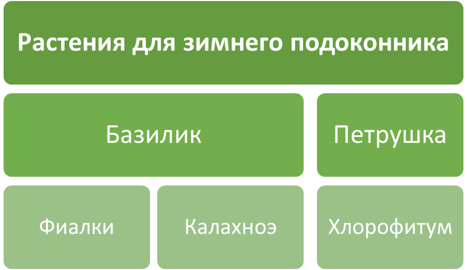 Растения для зимнего подоконника