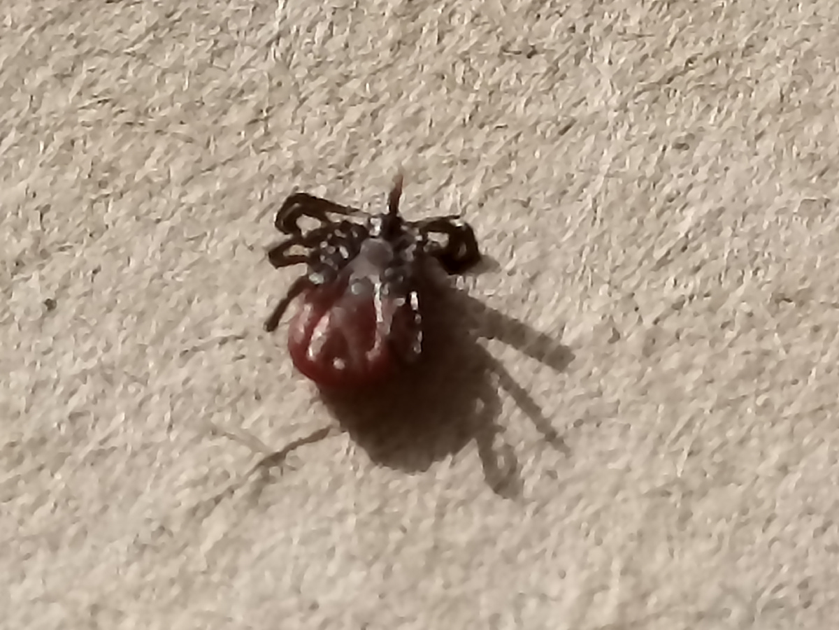 Клещ в перевёрнутом состоянии