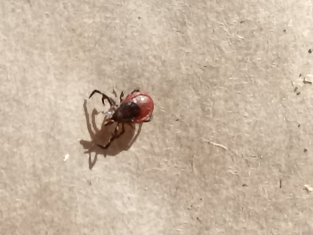 Вид сверху на клеща. Увеличено