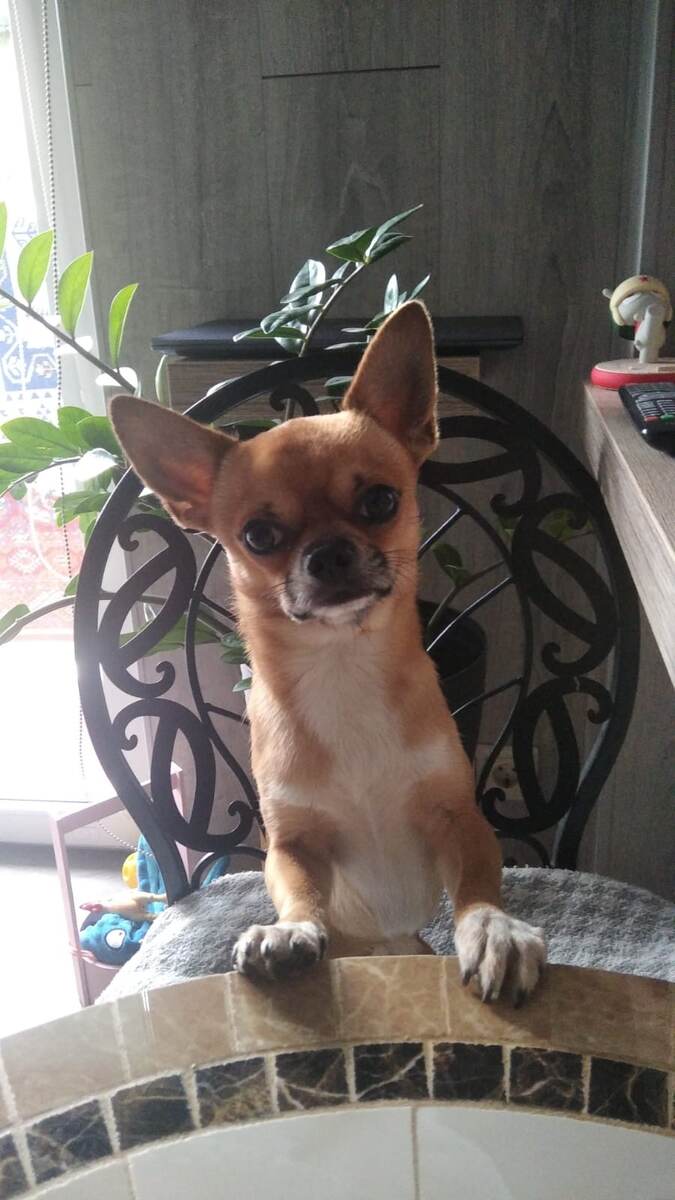 Тимошка в предвкушении.. 