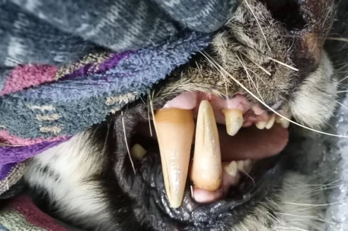    Стало известно, почему тигрица убила жителя района Лазо Хабаровского края