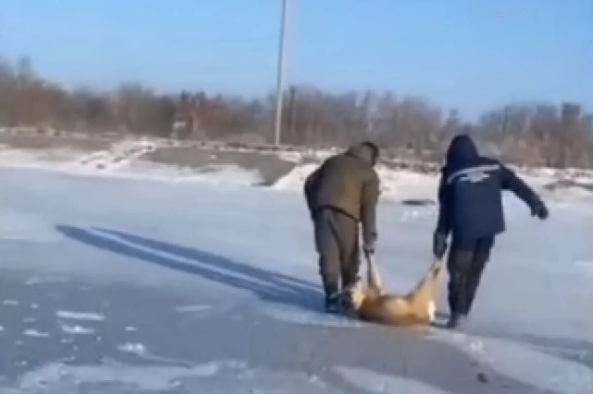    Новосибирские рыбаки помогли косуле выбраться на берег со льда на водоёме