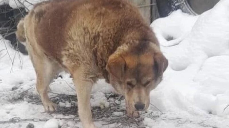     Пес Миша из Брянска Baza