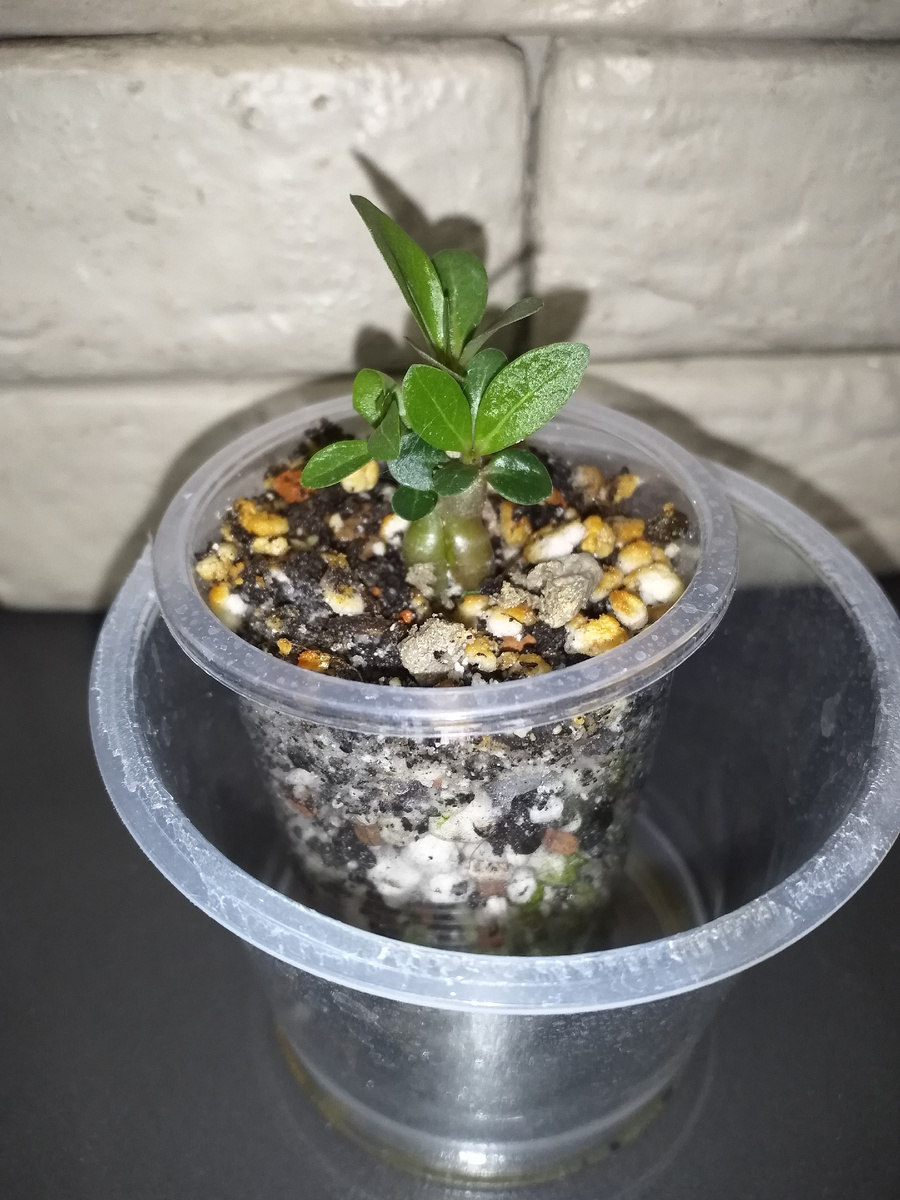 Сняла обвязку