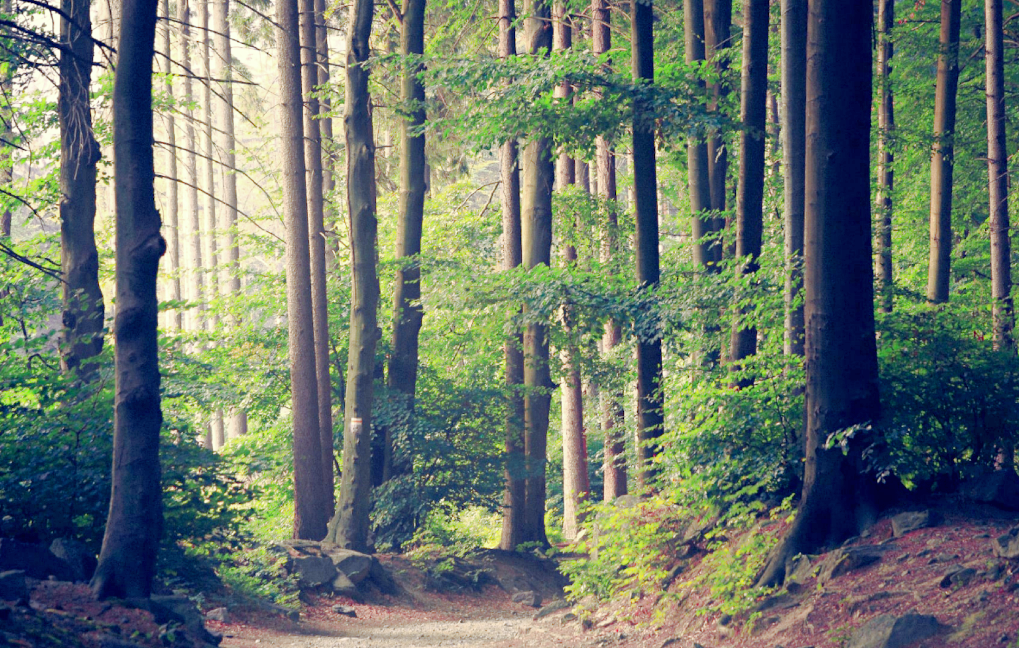 За один световой день гектар леса вырабатывает более 200 кг кислорода. Снимок: greenerideal.com