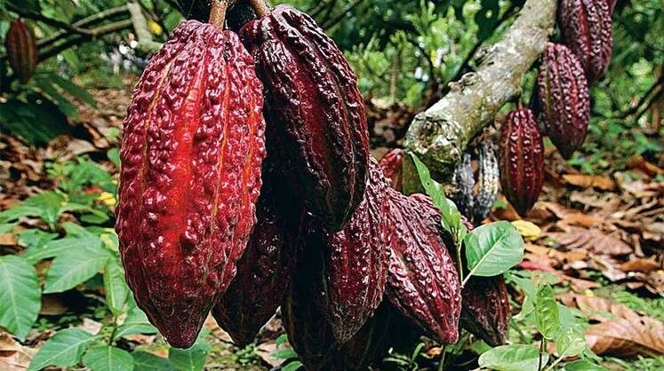     Ждем какао-масло из Нигерии