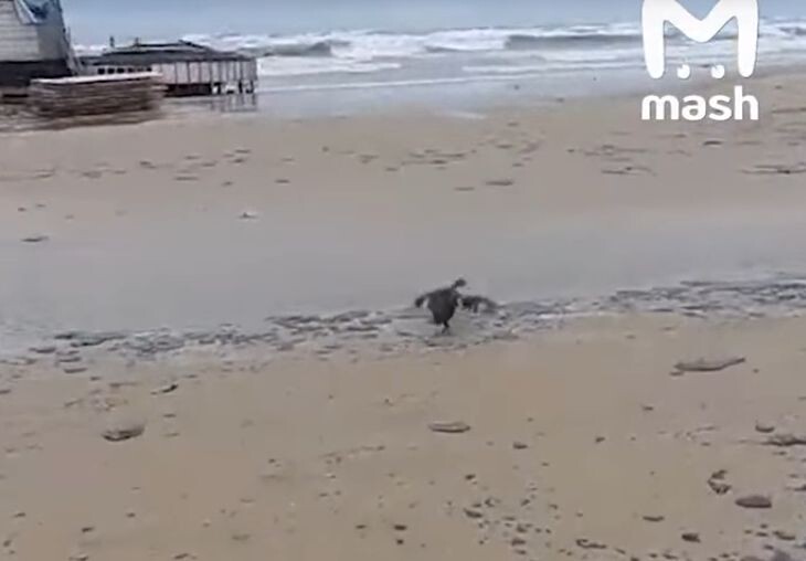    Фото: Telegram-канал Mash