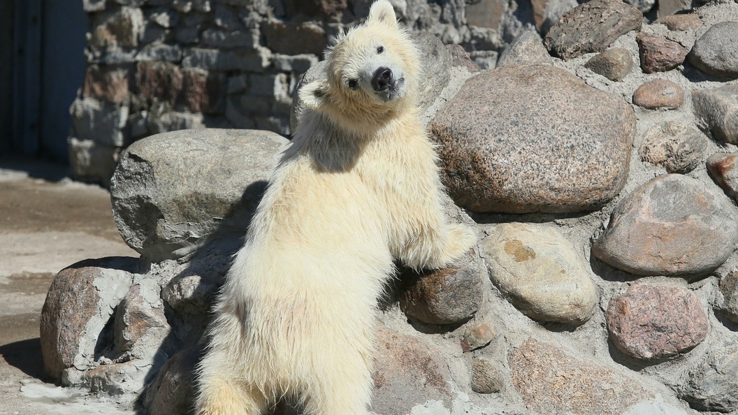    Zamir Usmanov/Russian Look