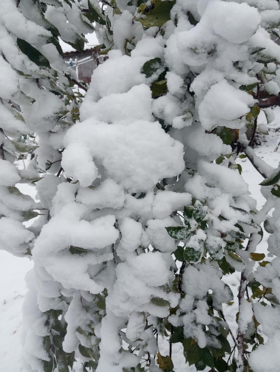 Очень снега хочется