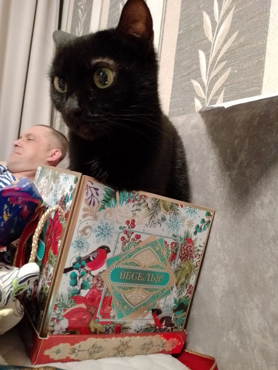 Любит она забираться в коробки и рюкзаки!