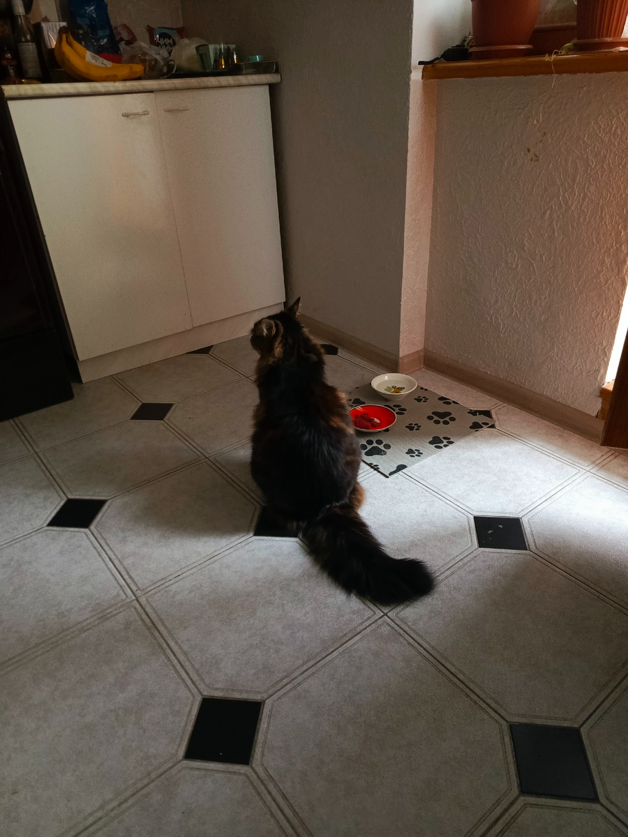 Требую тунца