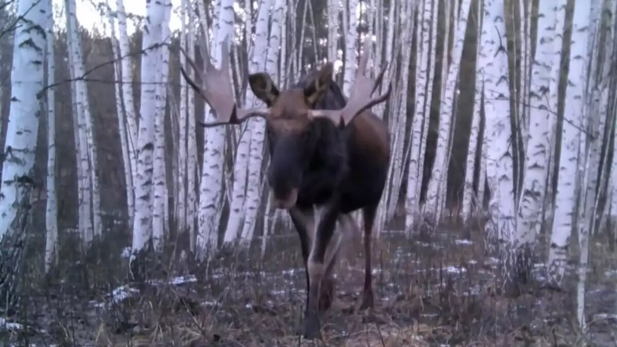     Источник: скриншот видео Александра Соловьева