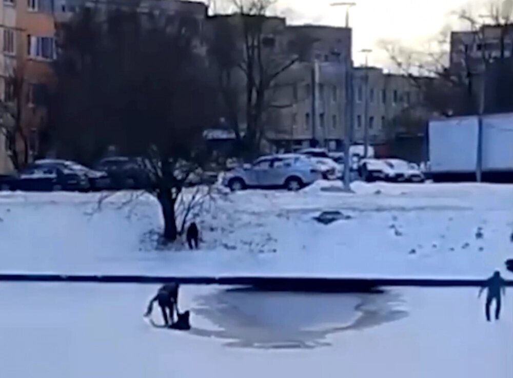    Фото: скриншот опубликованного в соцсетях видео.
