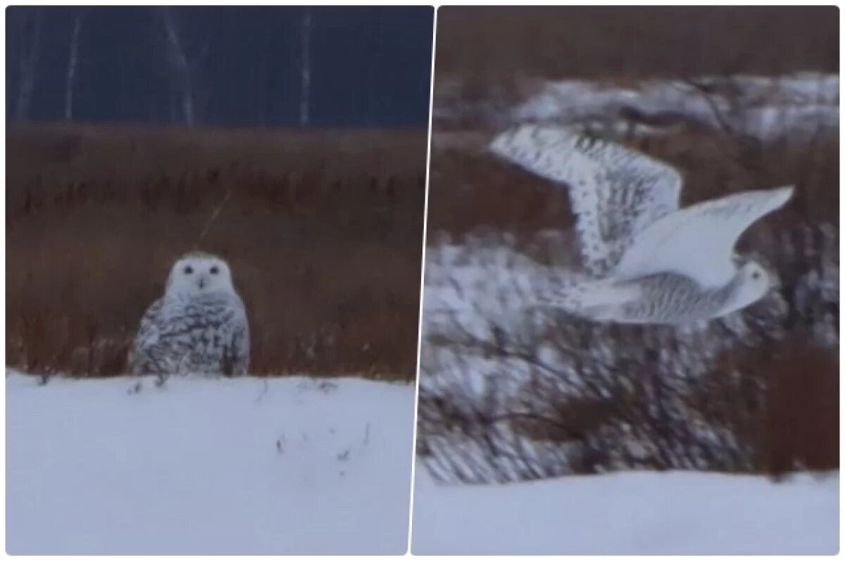    Крупная белая сова попала в объектив заказника в Новосибирской области
