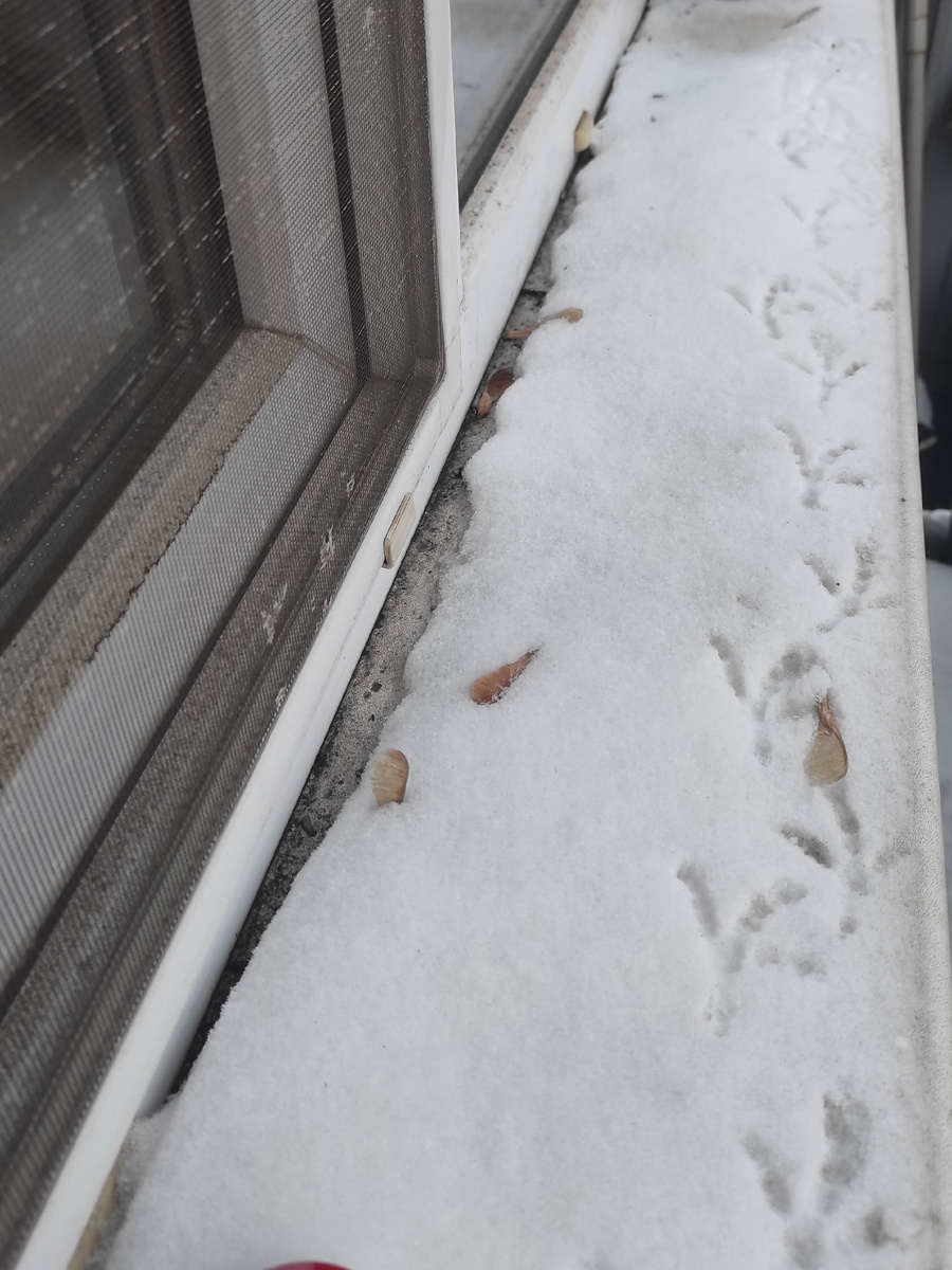 Это явно не синичка топала. 