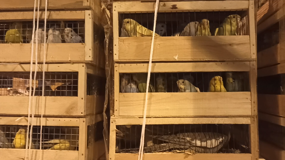     В Красноярск привезли еще 720 попугаев из Киргизии