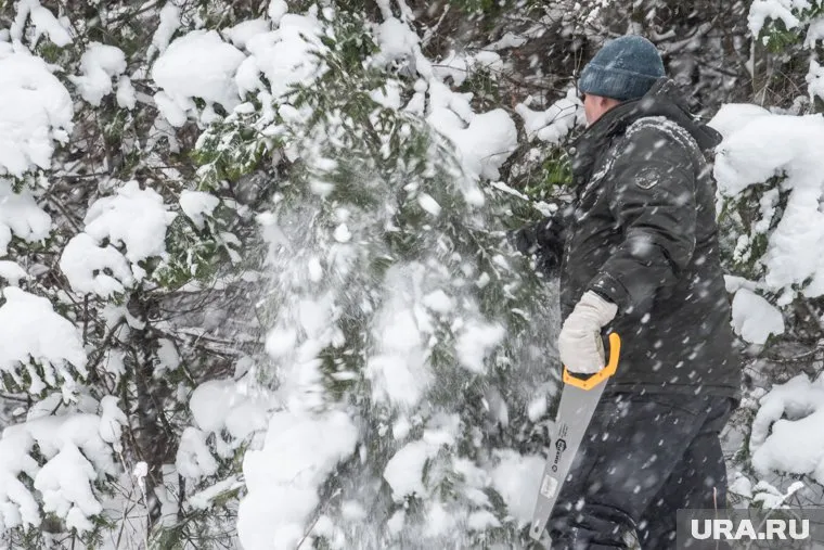 Проводятся рейды для предотвращения незаконной рубки елей
Фото: Илья Московец © URA.RU