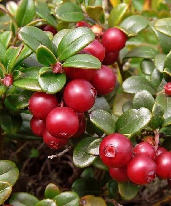 Фото: zpitomnik.ru