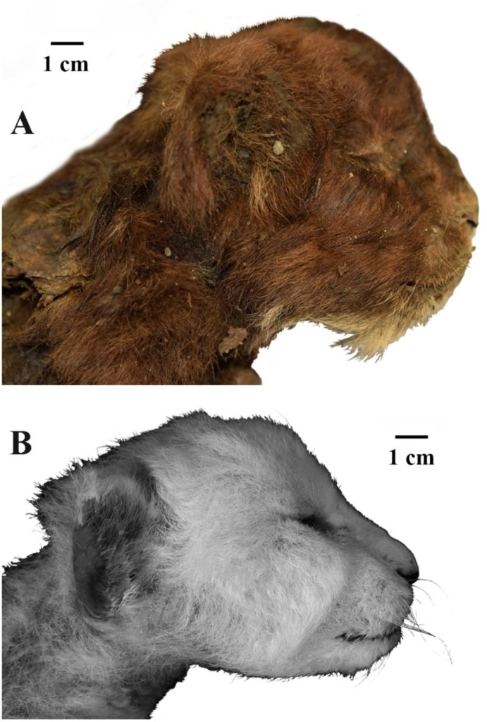 Внешний вид головы детеныша гомотерия (Homotherium latidens), Россия, Якутия, р. Бадяриха, верхний плейстоцен (А), и детеныша современного льва (Panthera leo) (B).