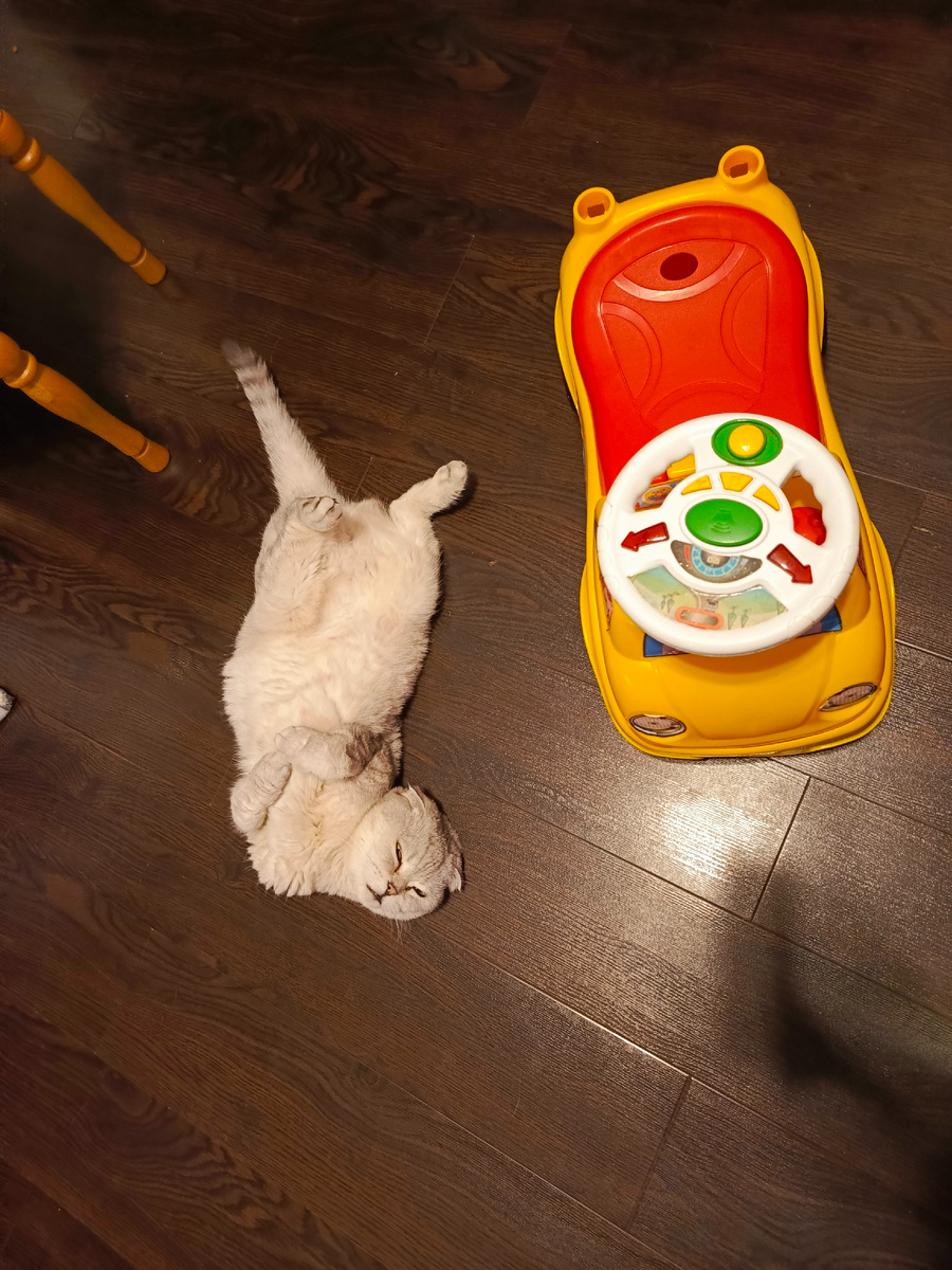 Котяус приветствует вас!