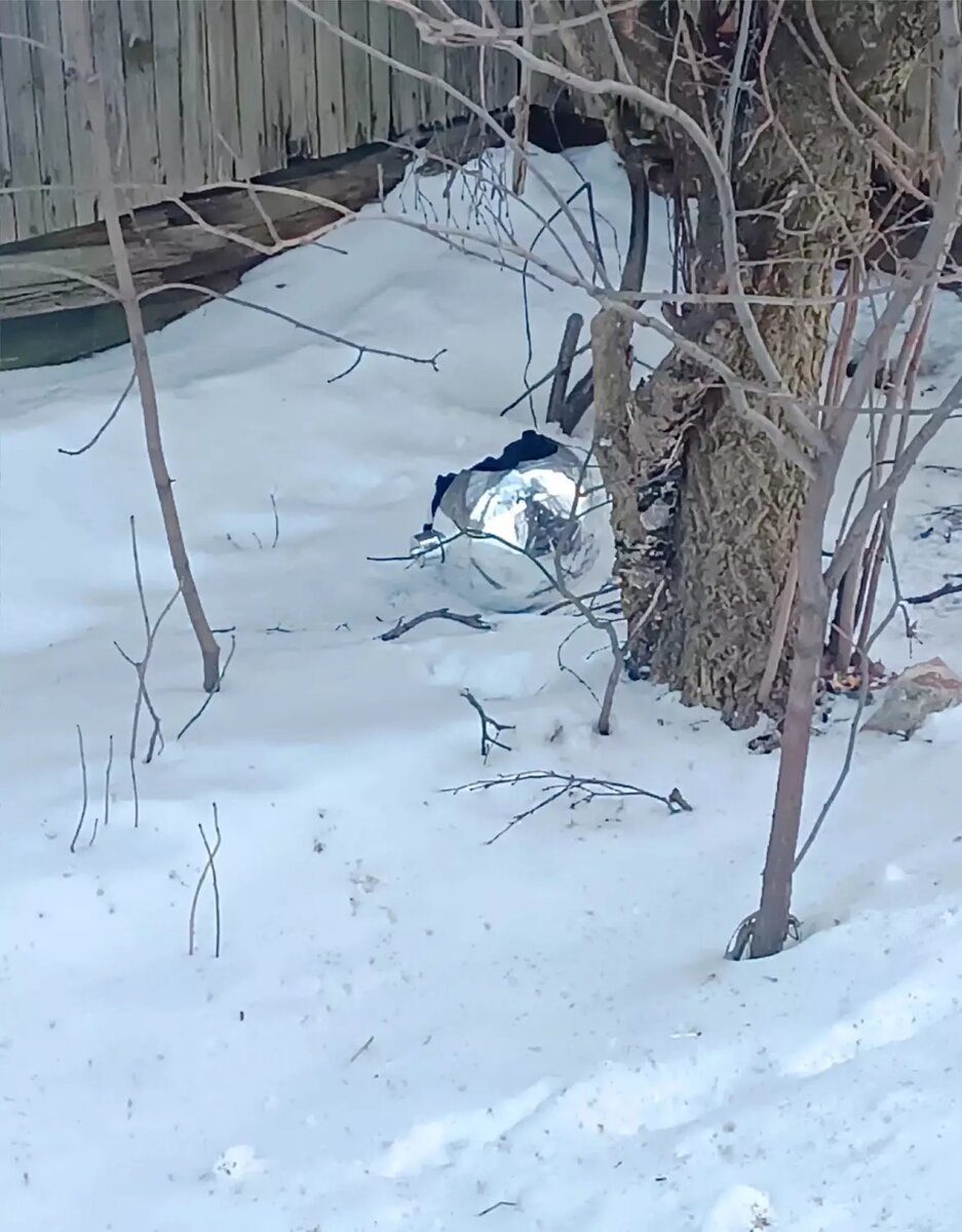     Источник: vk.com/ptzzareka