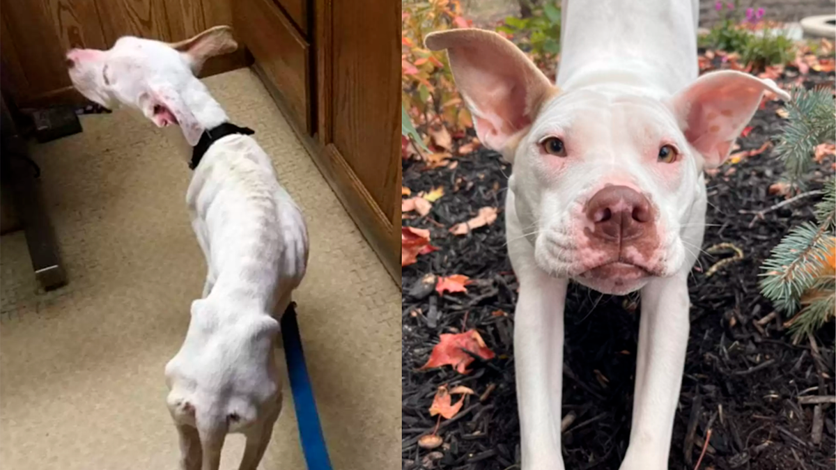    Волонтеры спасли собаку в тяжелом состоянии, но сделали все, чтобы она снова могла радоваться жизни