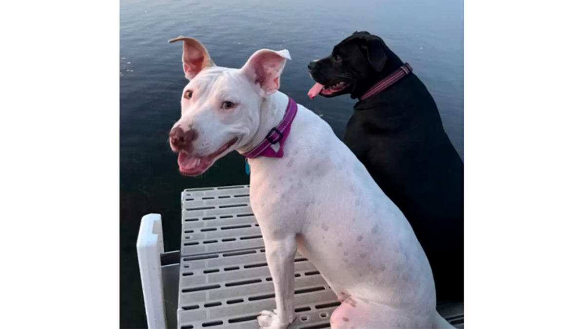    Теперь Розабелла живет насыщенной жизнью