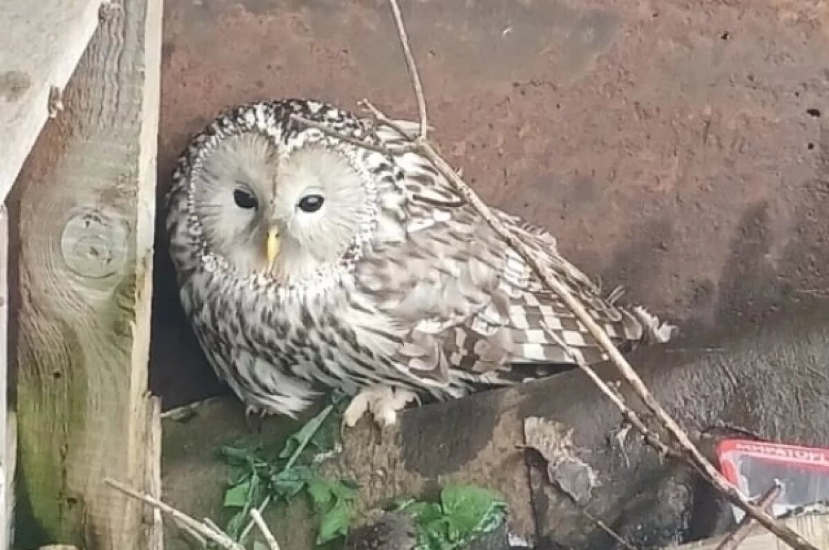    В Дно спасли раненую сову