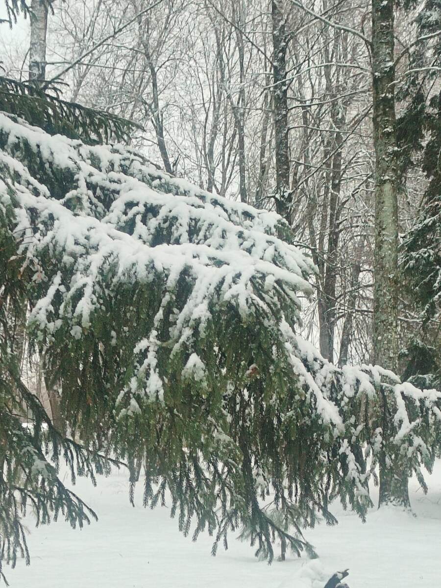 Фото Людмилы Комогорцевой