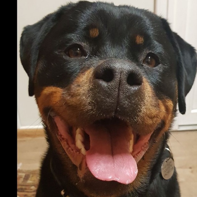 Даже Берте смешно от таких советов.😂