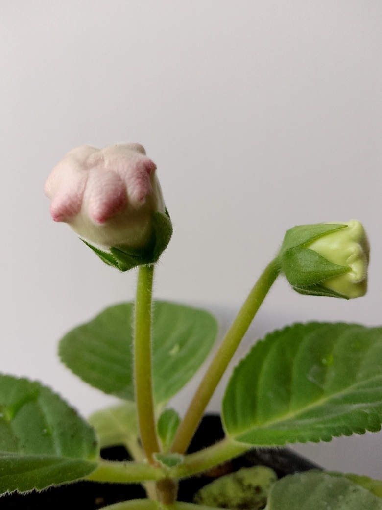 Бутон начинает окрашиваться, значит через неделю может раскрыться колокольчик