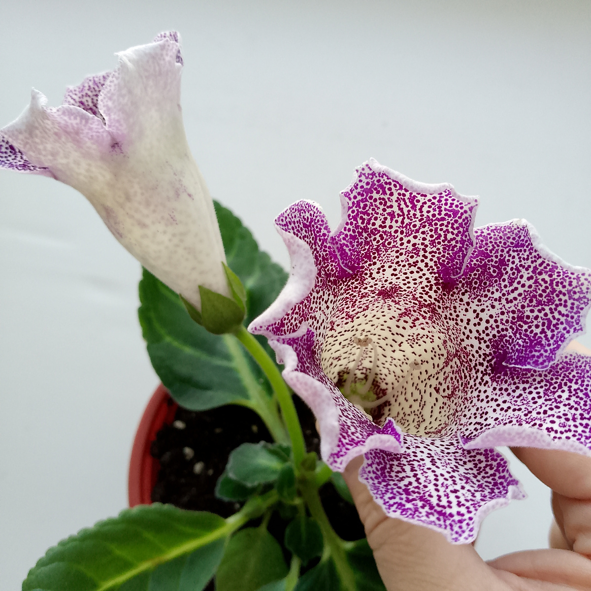 Крапинки на колокольчики завораживают