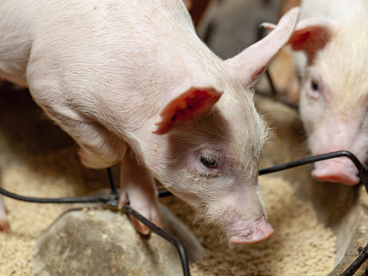 Качественное питание для свиней