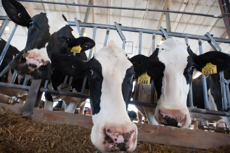    Как сахар может помочь в лечении коров с эндометритом