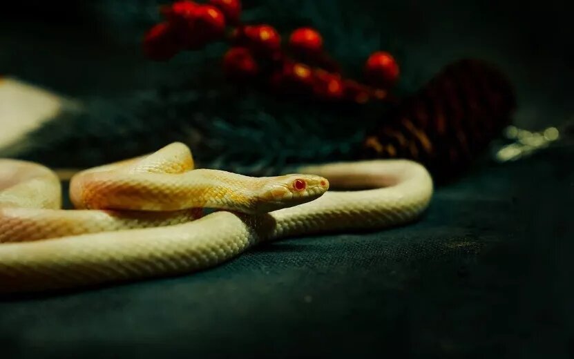    Гороскоп на день 24 декабря: каким знакам удастся избежать стресса, а кого ждут неожиданные конфликты