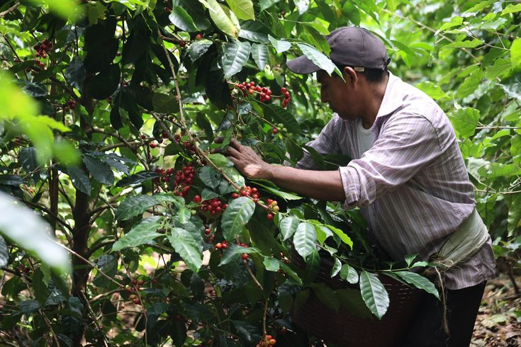 Hacienda La Esmeralda.