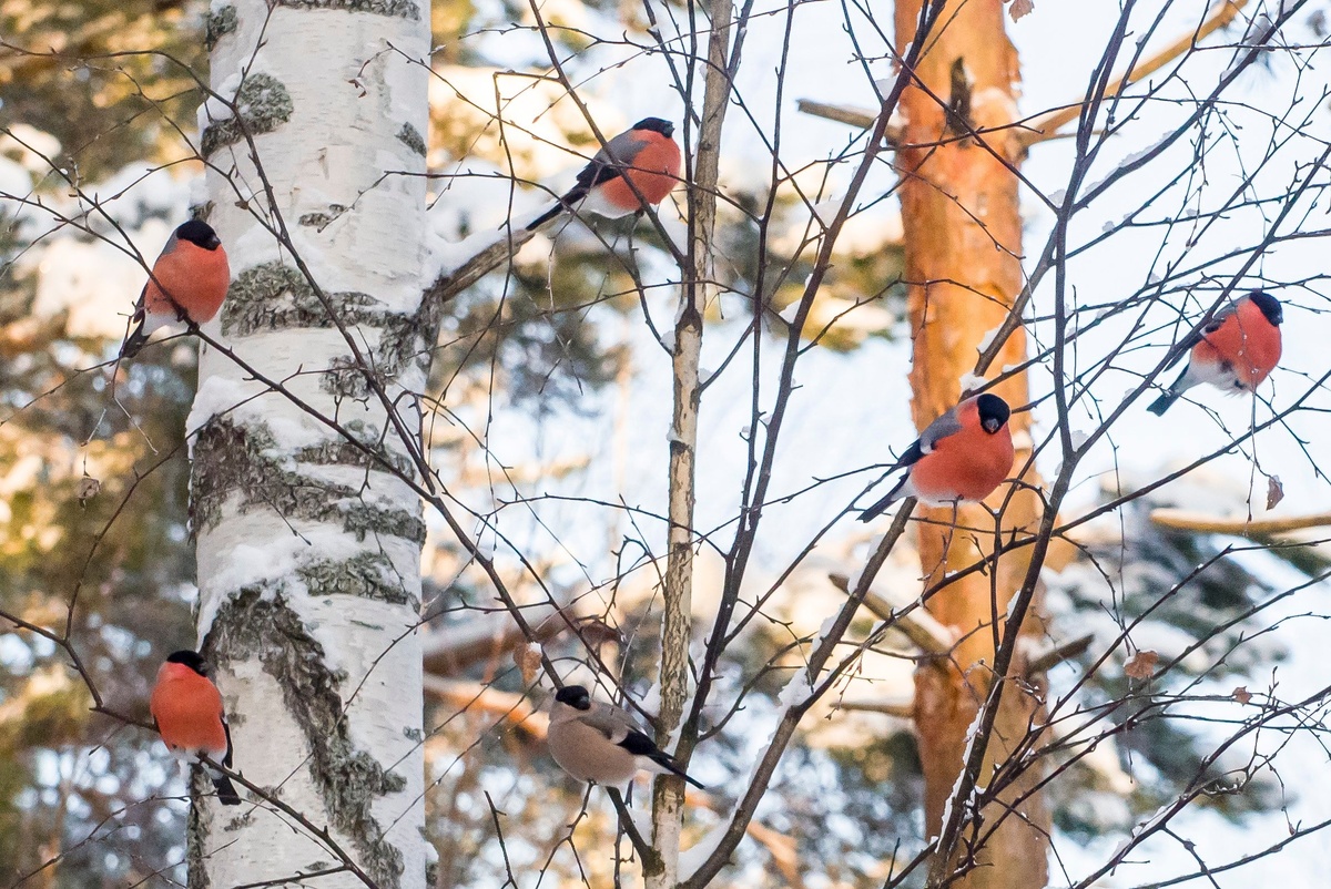 Krugozor / Роман Кудрявцев / Снегири 