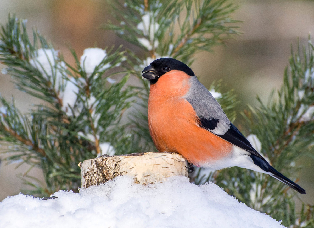 Krugozor / Роман Кудрявцев / Снегири
